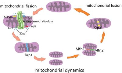 Mitochondrial Dynamics: A Potential Therapeutic Target for Ischemic Stroke
